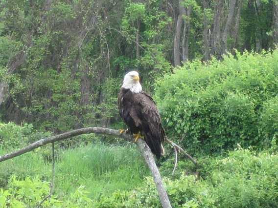 A Bald Eagle perched upon a barren branch